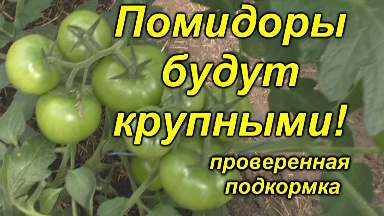 Рекомендации по урожайности и сбору крупных томатов