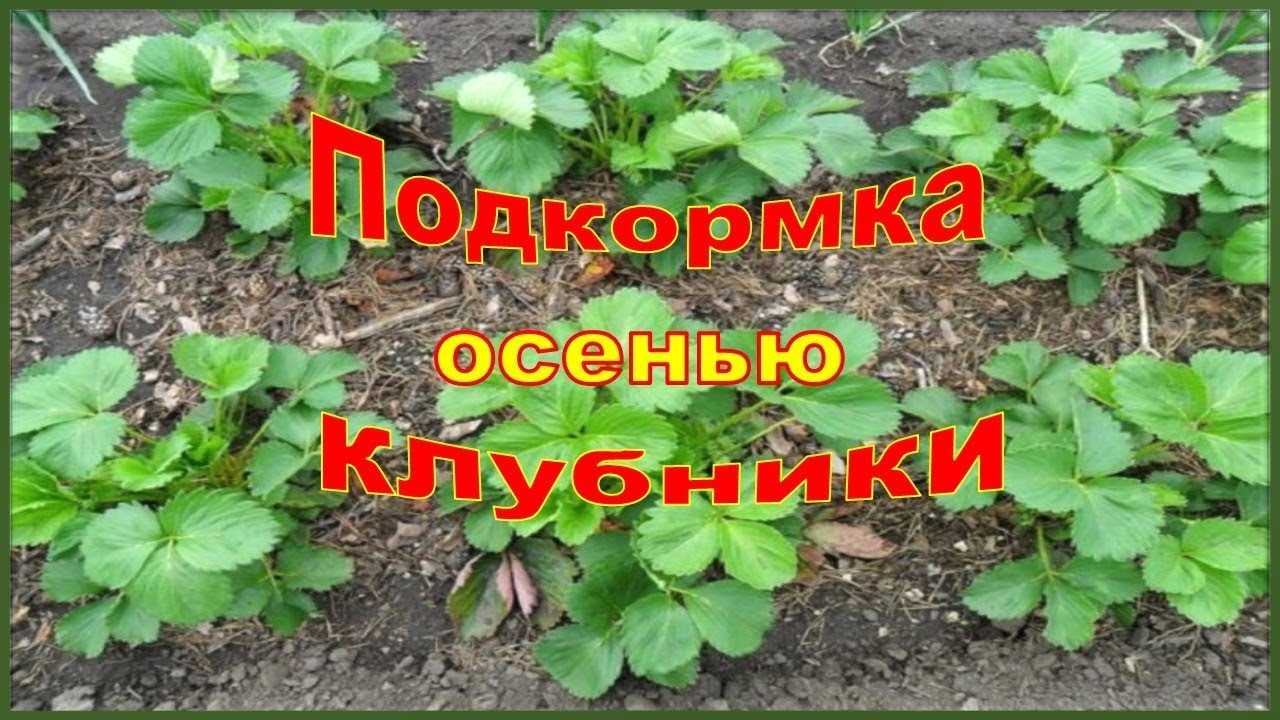 Подкормка клубники перед цветением