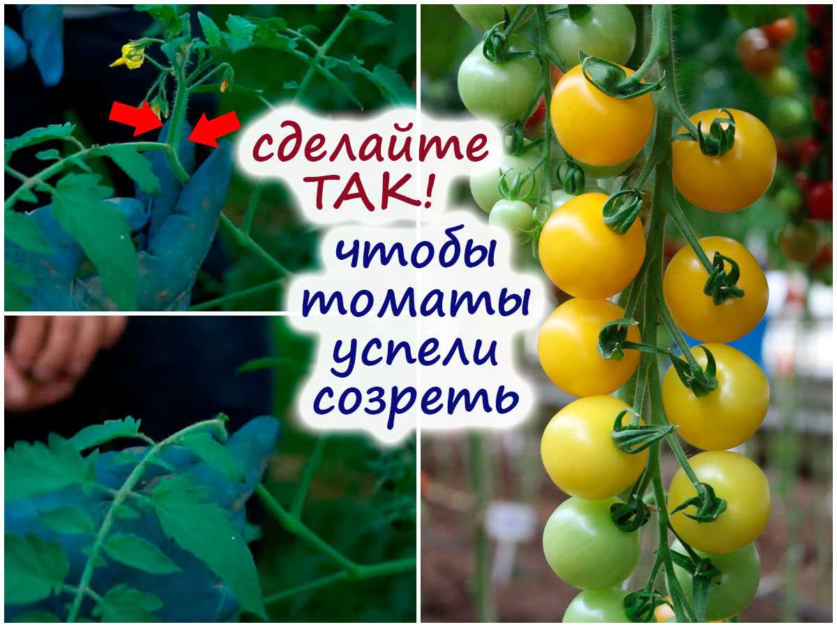 Влияние температуры на созревание томатов