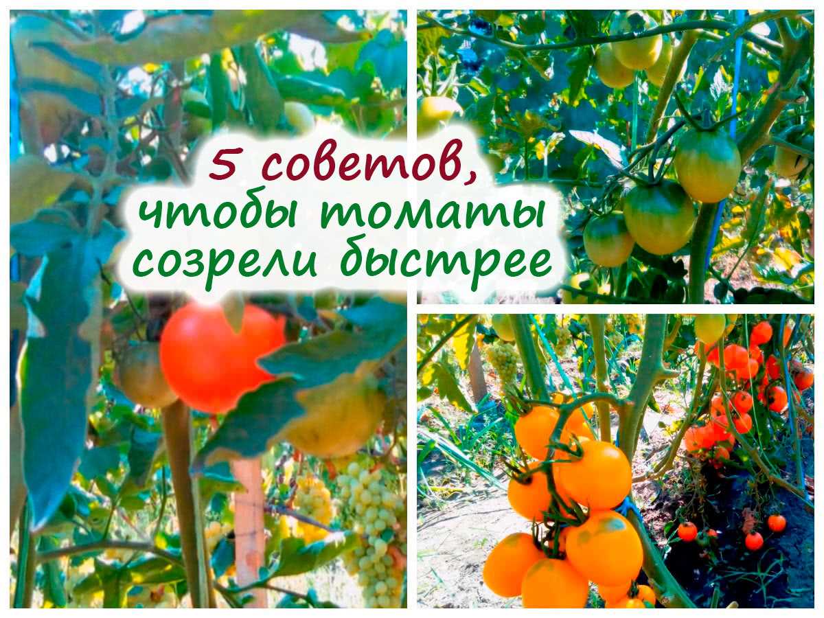 Основные принципы обработки томатов перед посадкой