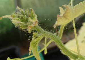 Очищение растений от паутинного клеща