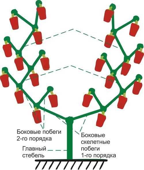 Какими инструментами следует пользоваться при обрезке