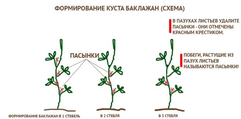 Основные правила обрезки баклажанов