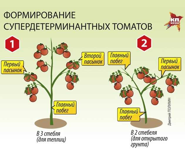 Как обрезанные листья влияют на формирование плодов на детерминантных томатах?