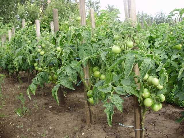 Как формировать детерминантные томаты – особенности удаления листьев на этих сортах