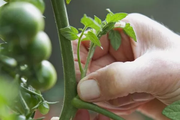 Как формировать томат после первой кисти, и какие пасынки и листья рекомендуется удалять?