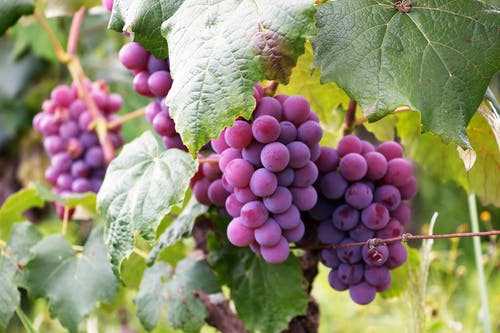 Важность профилактической обработки винограда