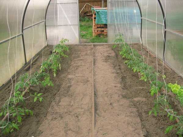 Как и когда высаживать рассаду томатов в теплицу – 5 пунктов для обильного урожая!