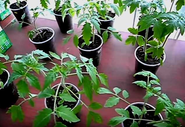Увеличение урожайности томатов