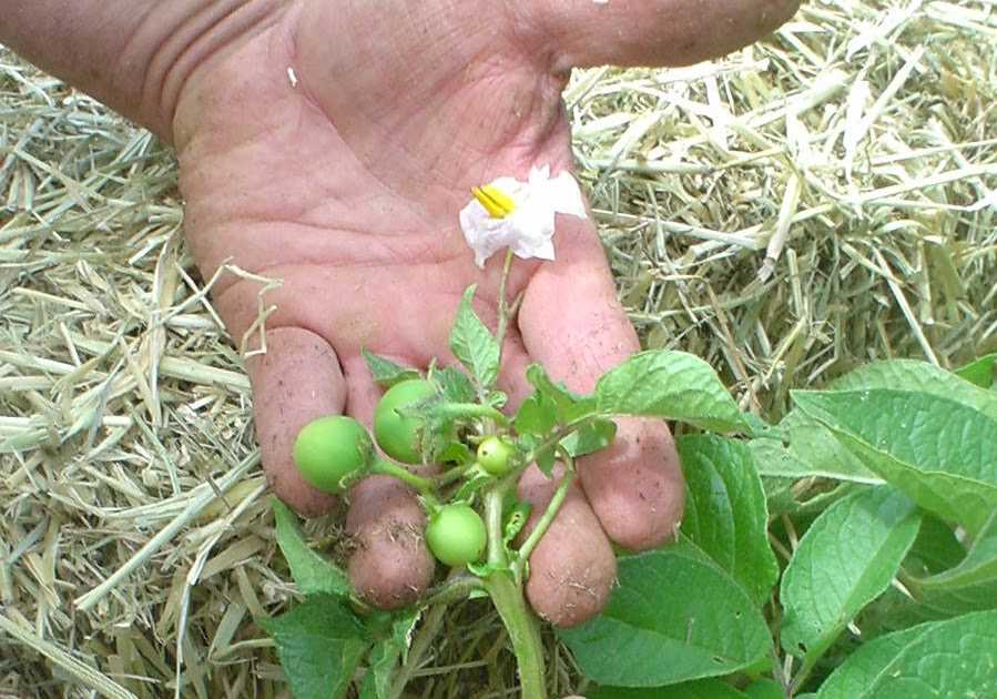 Как и зачем сеять семена картофеля на рассаду