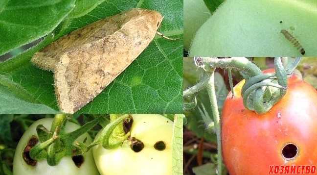 Как избавиться от гусениц хлопковой совки на томатах – начинать действовать нужно осенью!
