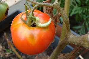Начинать борьбу с гусеницами хлопковой совки следует с самого начала сезона выращивания томатов.