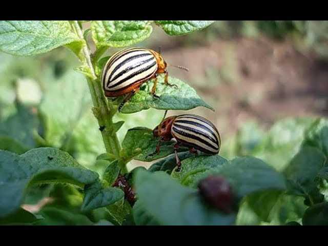 Какие растения привлекают колорадского жука