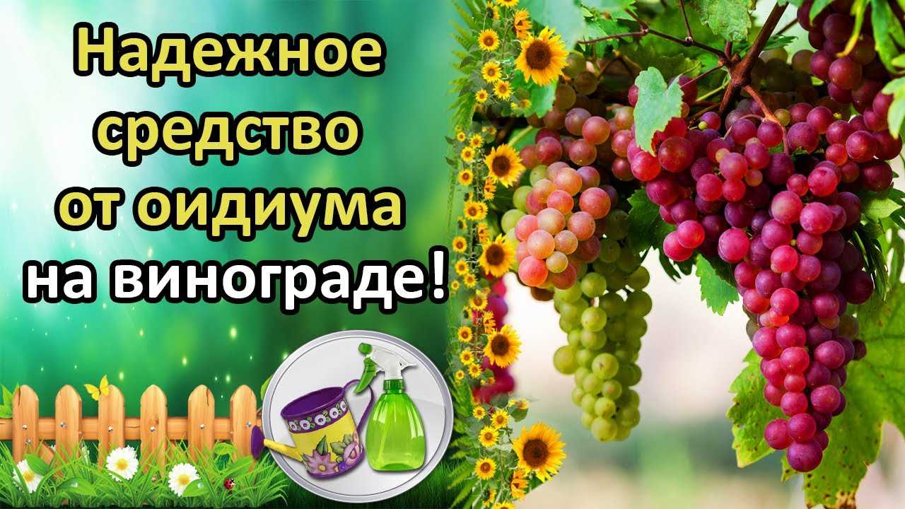 Дополнительные меры профилактики оидиума на винограде