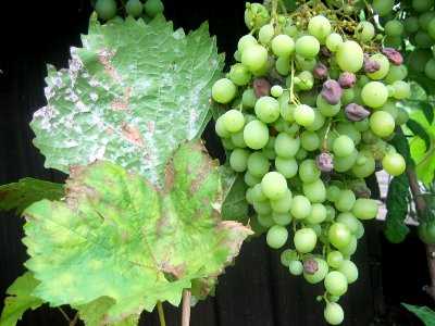 Как применять коллоидную серу для борьбы с оидиумом на винограде?