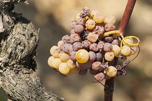 Как избавиться от оидиума на винограде – нужна обработка коллоидной серой