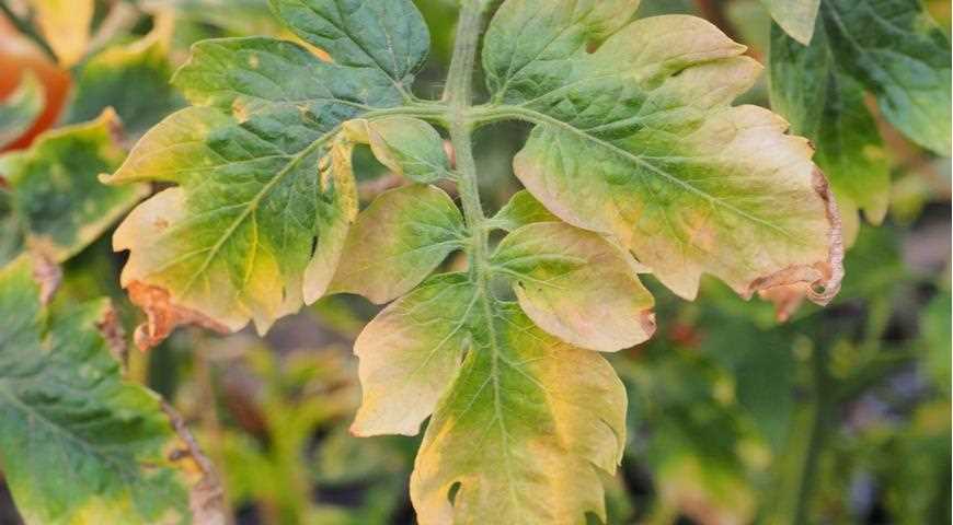 Как предотвратить появление пятен на листьях томата?
