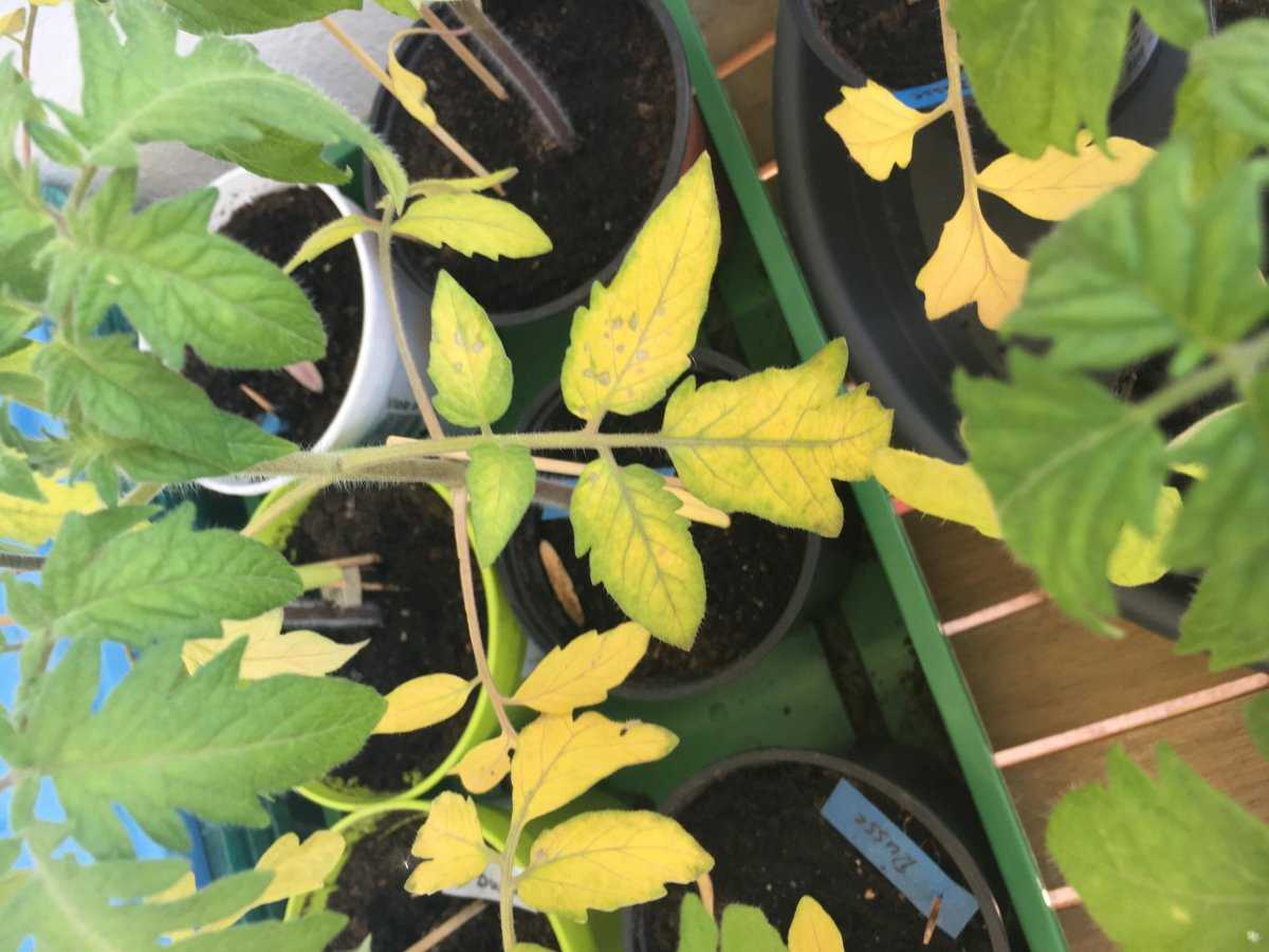 Как обрабатывать растения, чтобы предотвратить появление пятен на листьях томата?