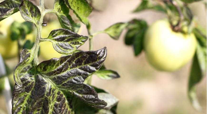 Как не допустить появления пятен на листьях томата – определяем, чего растениям не хватает!