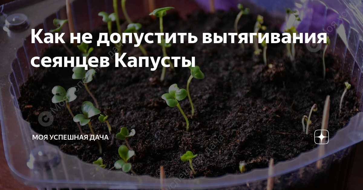 Как не допустить вытягивания сеянцев капусты