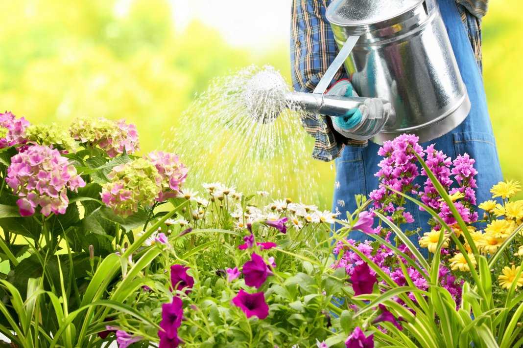 Как нельзя поливать растения – разбираем факторы, которые влияют на частоту и способ!