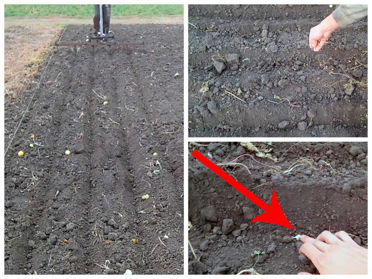 Подготовка почвы для выращивания чеснока
