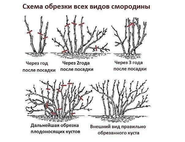 Поддержка куста с помощью опор