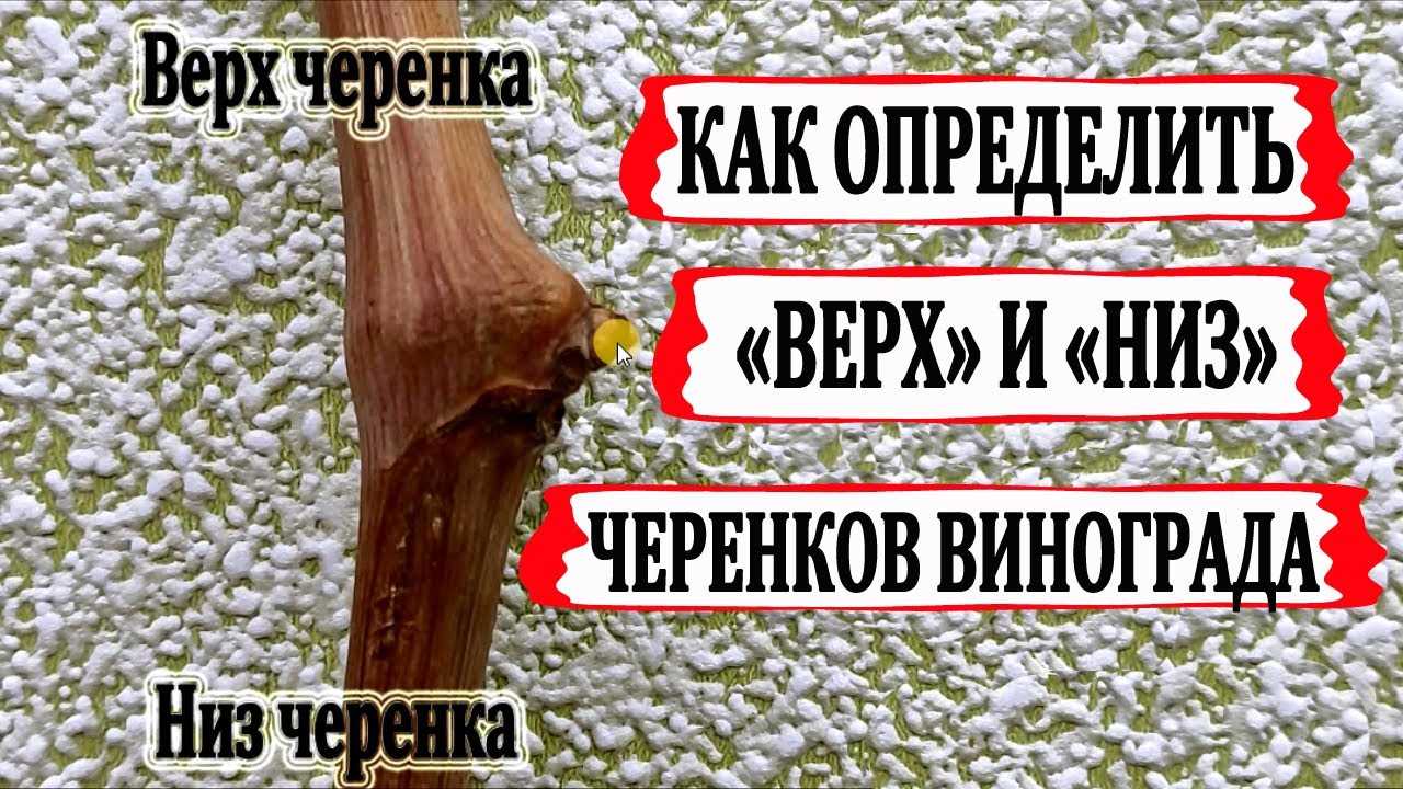 Рекомендации по определению верха и низа черенка