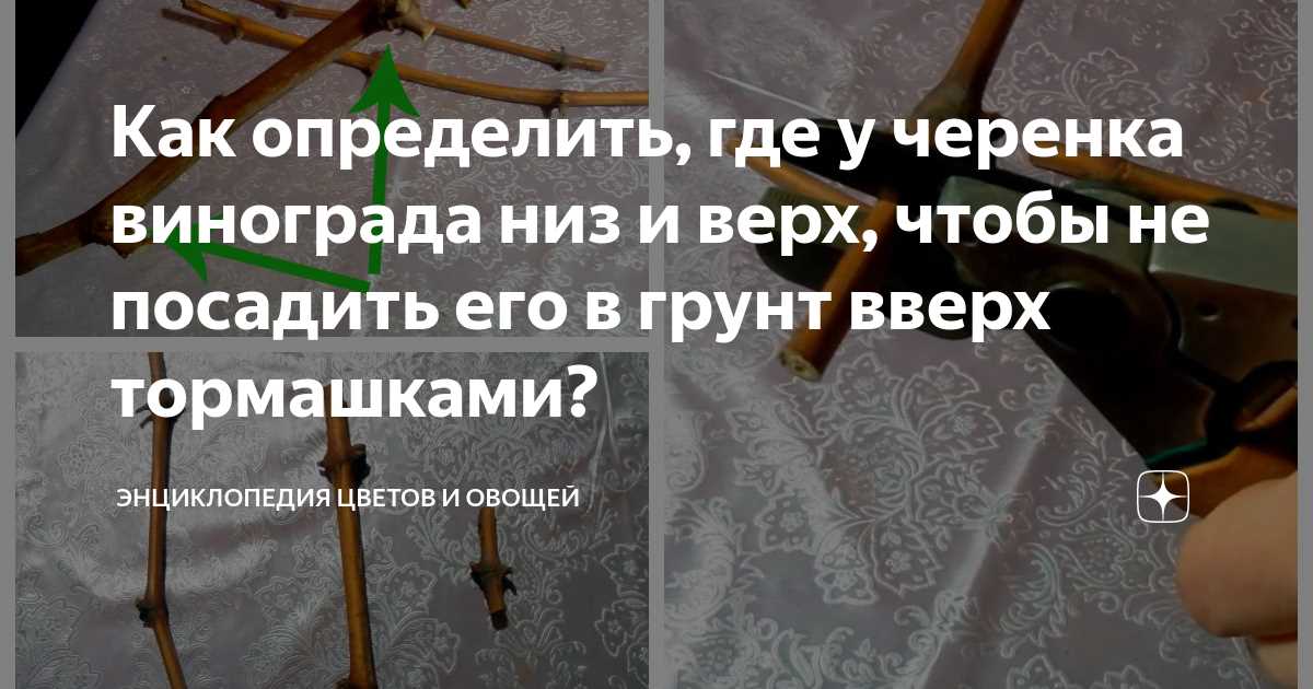 1. Внешний вид черенка