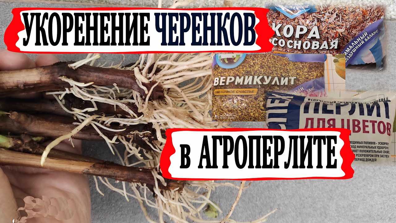 Зачем нужно определить верх и низ черенка