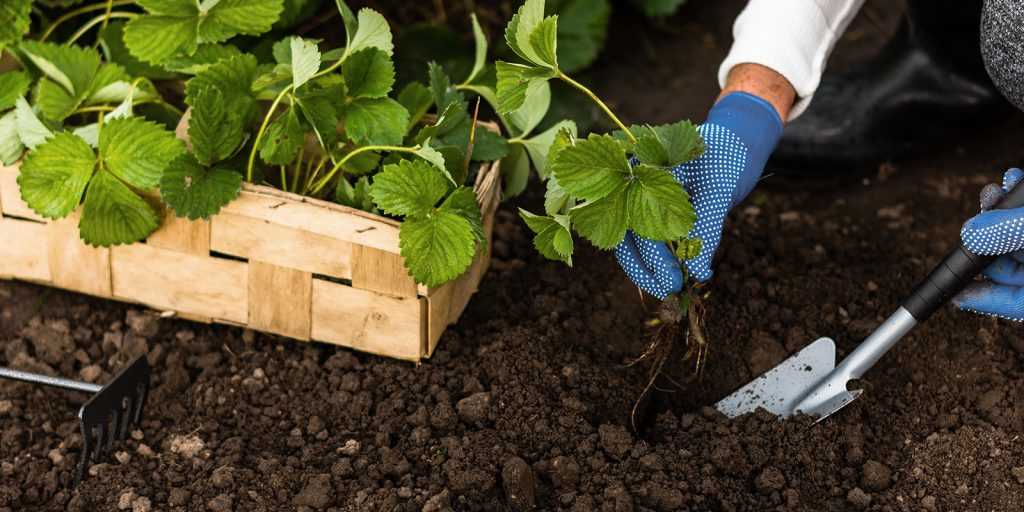 Как подготовить почву для будущего большого урожая