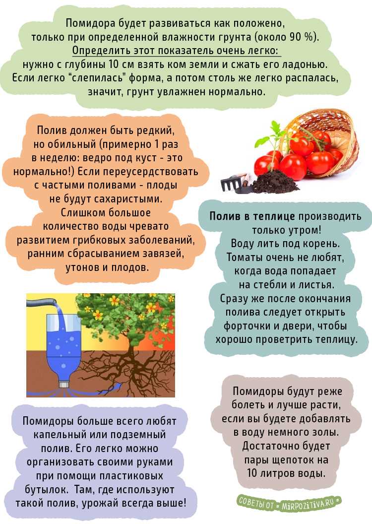 Правила полива томатов в период цветения