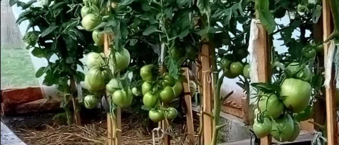 Как поливать томаты в условиях высокой влажности