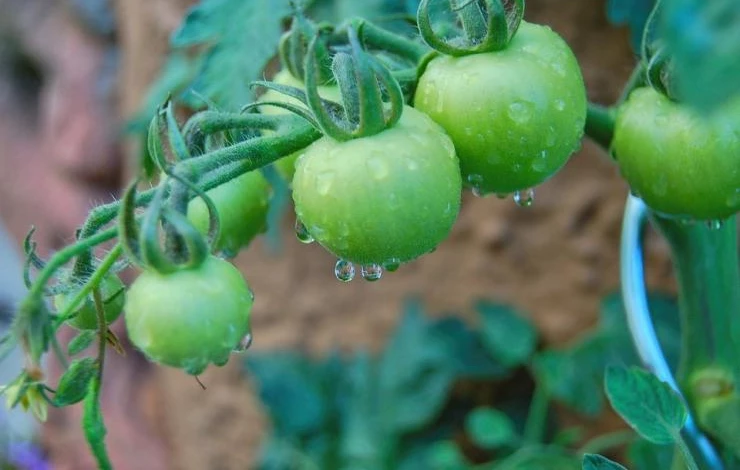 Как поливать томаты на открытом грунте