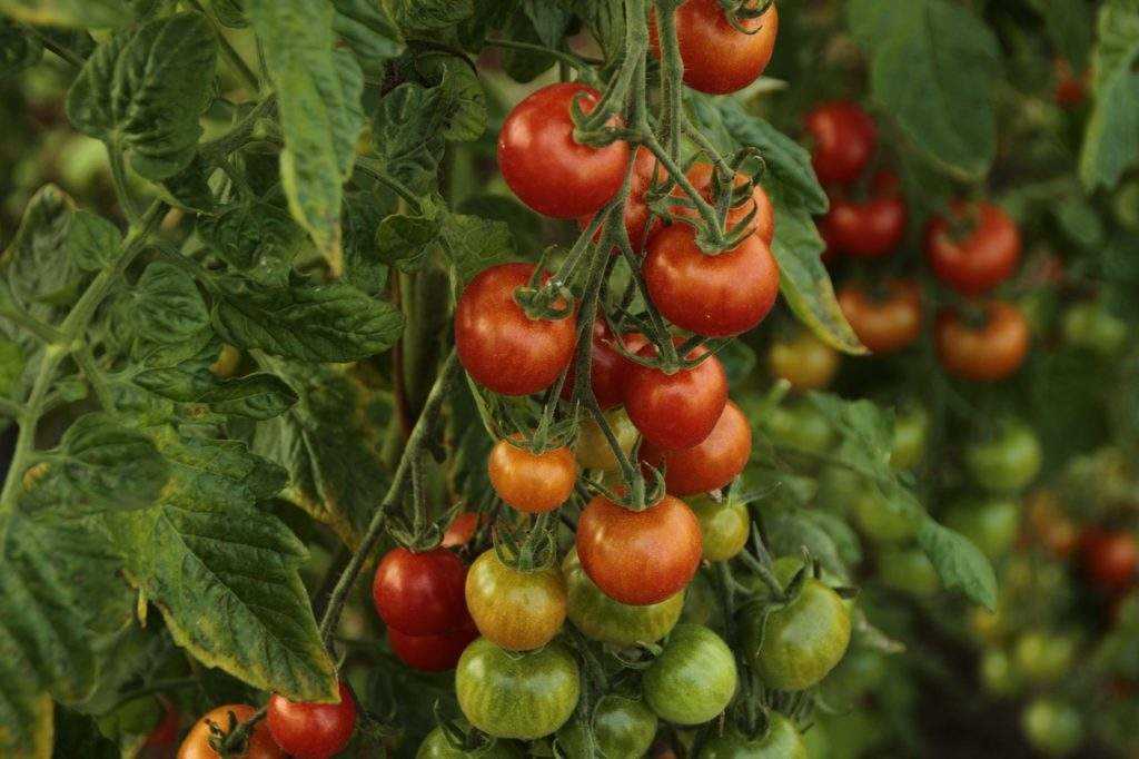 Как получать плотные и полные кисти на томатах – простой способ повысить урожайность!