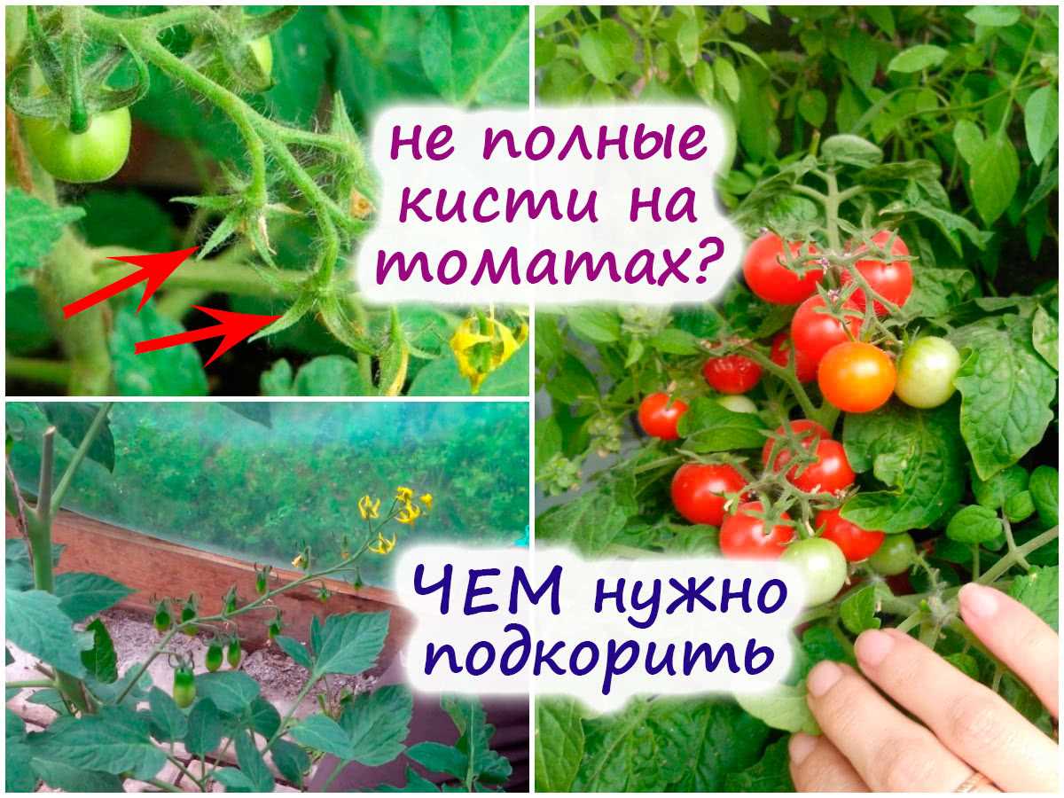 Секреты правильного полива для формирования плотных кистей на томатах