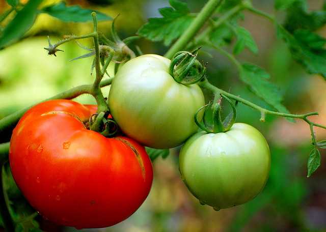 Как получить бесплатную рассаду томатов – немногие огородники знают этот способ!