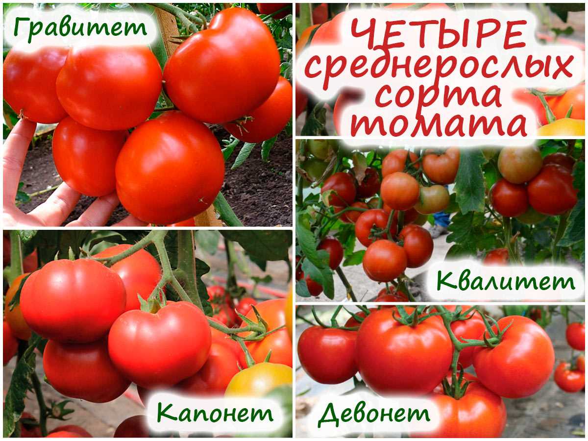 Детали процесса: как получить рассаду из зрелых томатов?