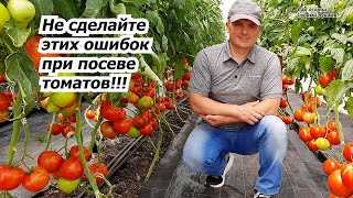  Как рассадить сеянцы томата в открытый грунт 