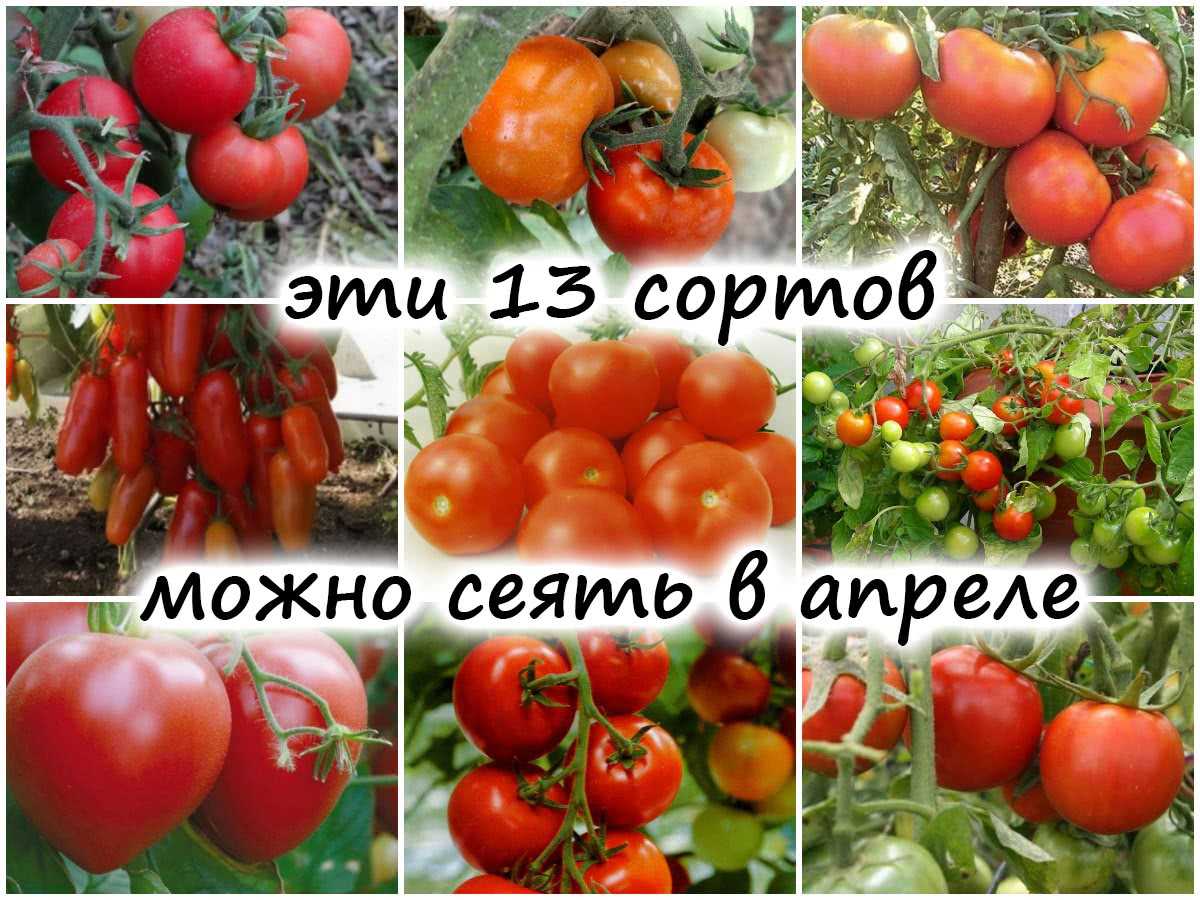 Семена томата: как выбрать и подготовить
