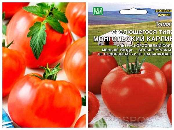 Выбор семян томата