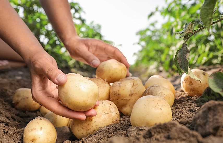 Как получить ранний картофель на три недели раньше – секрет в предпосадочной подготовке!