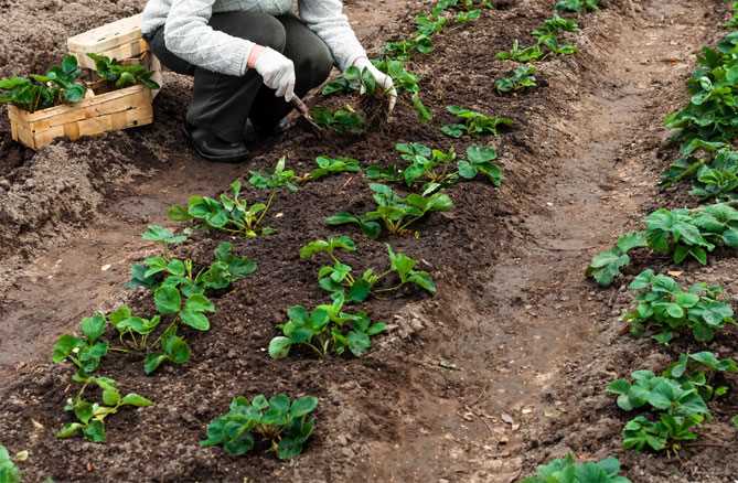 Как посадить клубнику осенью – 4 условия для успешного укоренения и зимовки кустов!