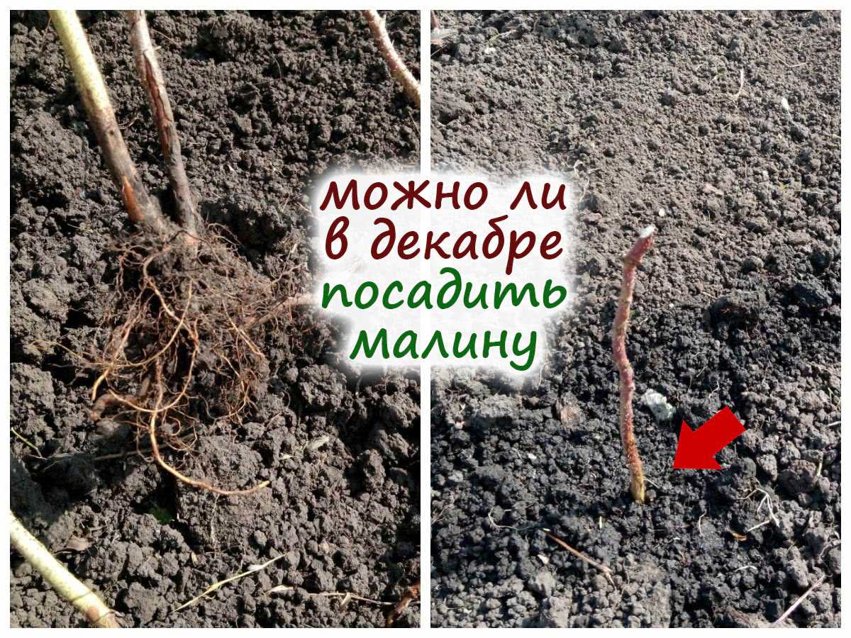 Как посадить ремонтантную малину в ноябре-декабре: условия, посадочная яма, полив