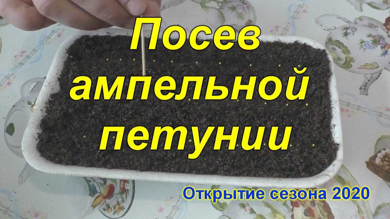 5. Поддерживайте оптимальную температуру и влажность