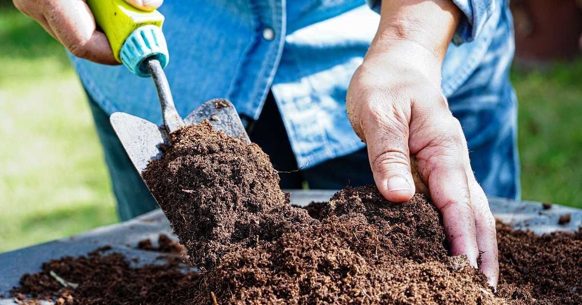 Роль микроорганизмов в улучшении почвы