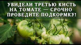 Как правильно формировать томаты – урожай будете собирать вёдрами!