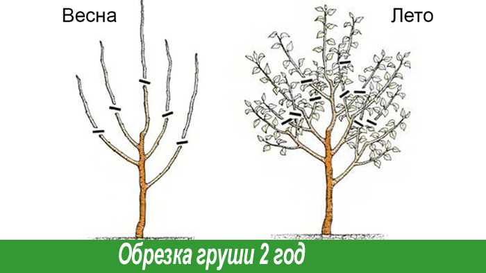 Определение мест для обрезки