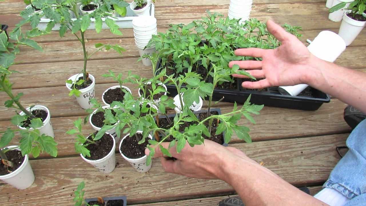 Посадка пикированных томатов в открытый грунт