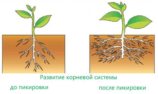 Прищипывание корня: необходимо ли это?